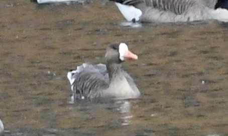 Greater White-fronted Goose - ML644953730