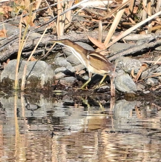 Least Bittern - ML644953744