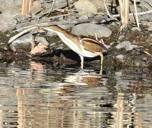 Least Bittern - ML644953745