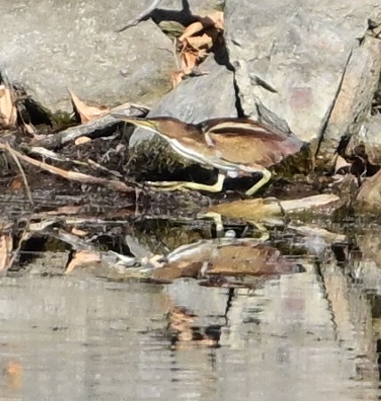 Least Bittern - ML644953746