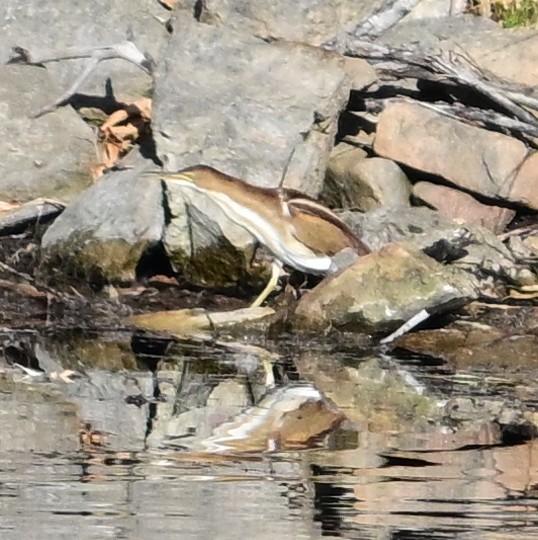 Least Bittern - ML644953747