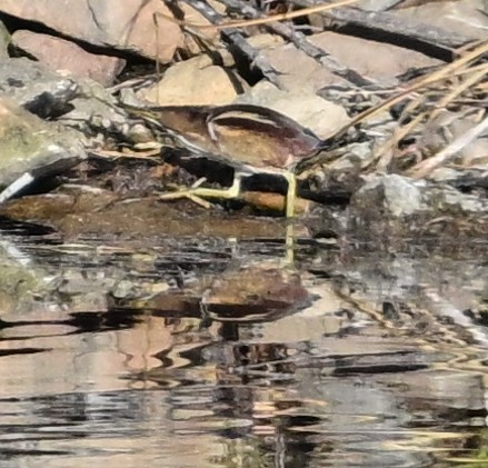 Least Bittern - ML644953748