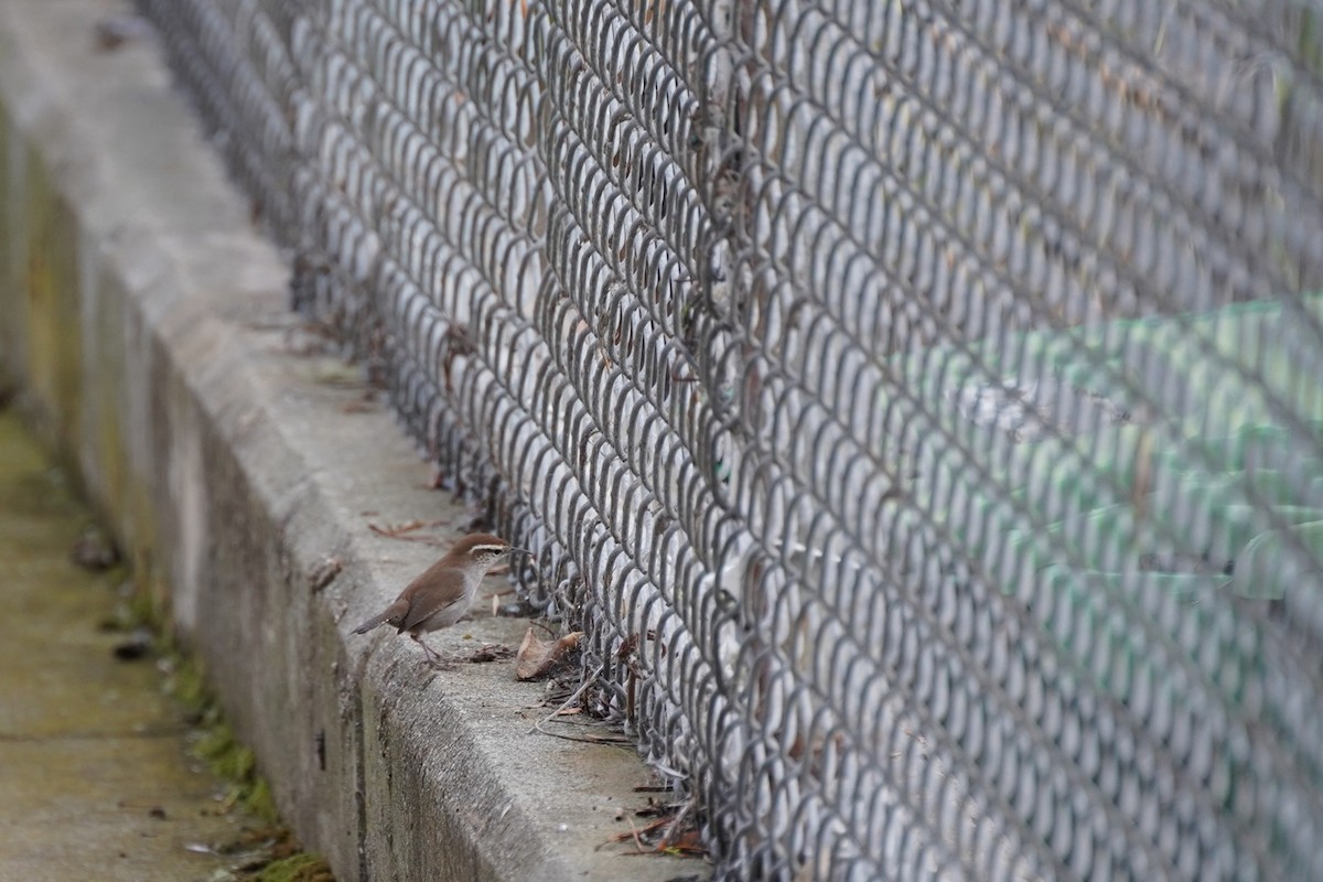 Bewick's Wren - ML644953758