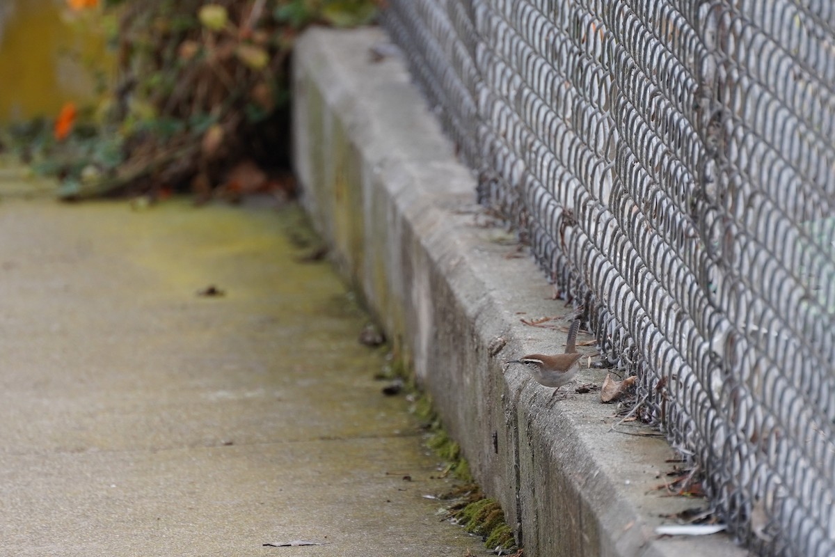 Bewick's Wren - ML644953759