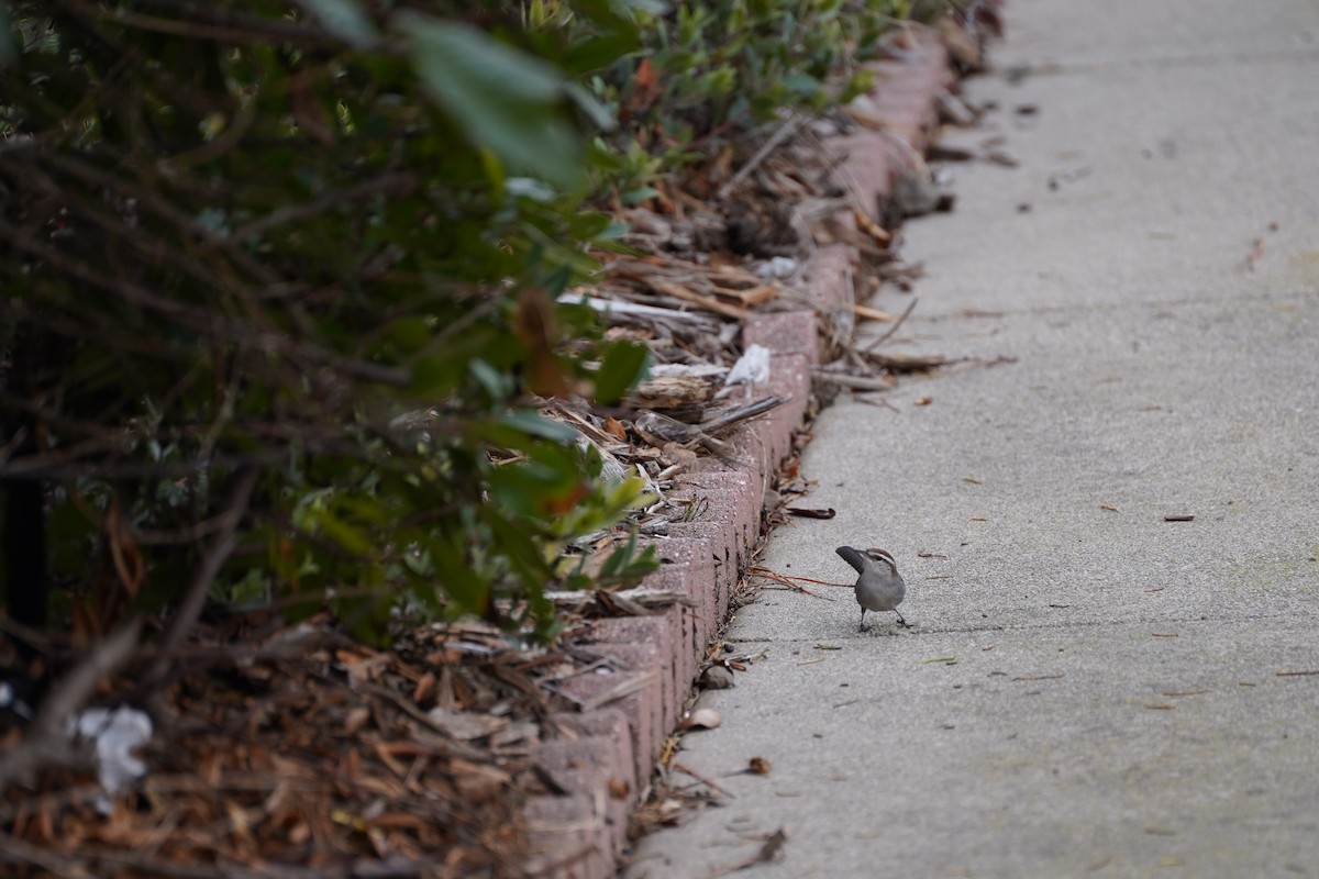 Bewick's Wren - ML644953760
