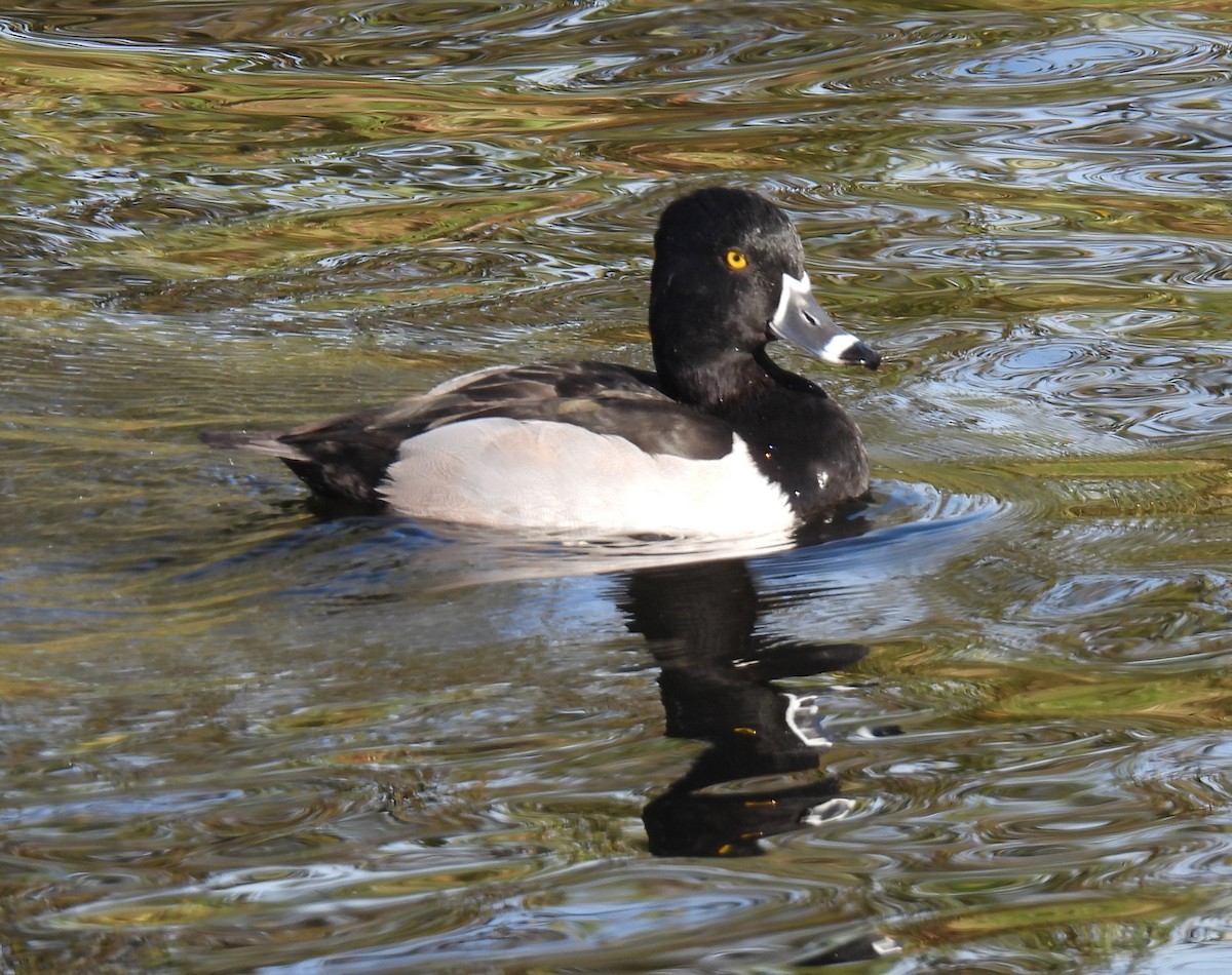 Ring-necked Duck - ML644953764