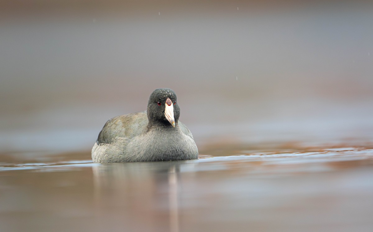 American Coot - ML644953777