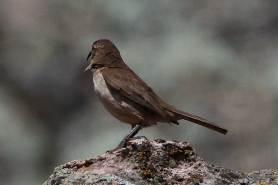 langnebbmarkløper - ML644953780