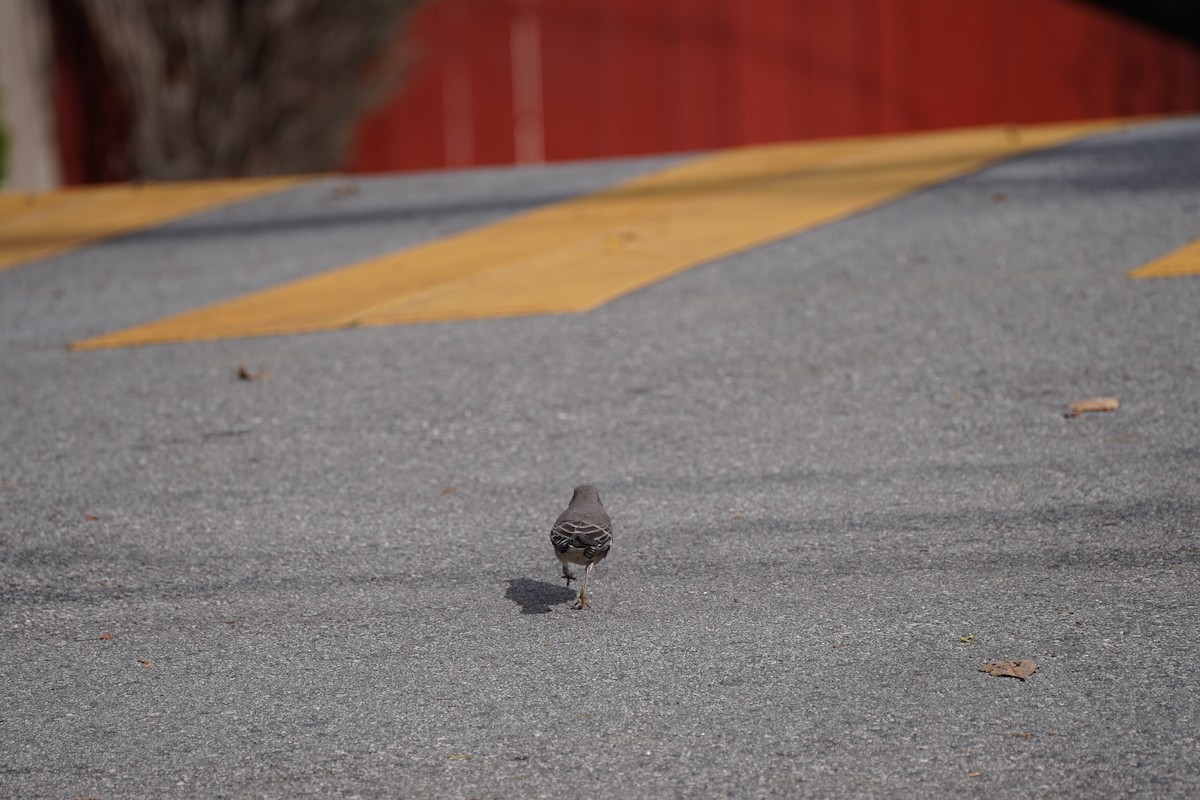 Northern Mockingbird - ML644953789