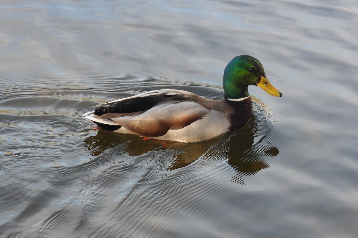 Mallard - ML644953797