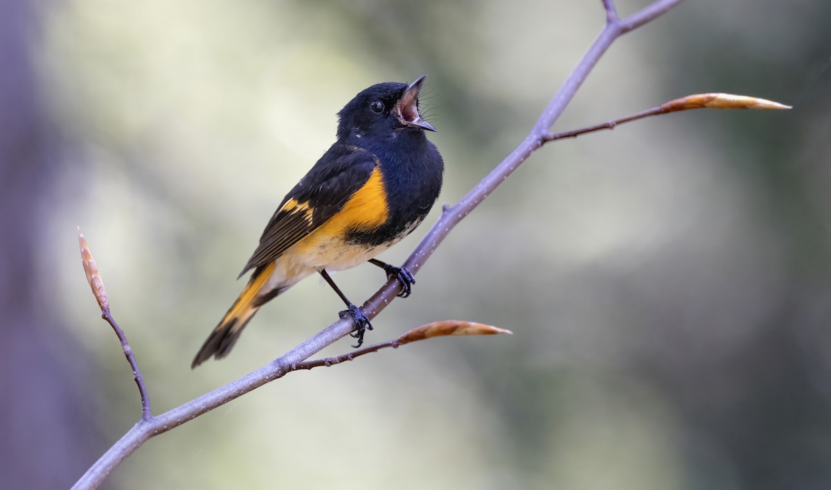 Горихвостковая древесница - ML644953836