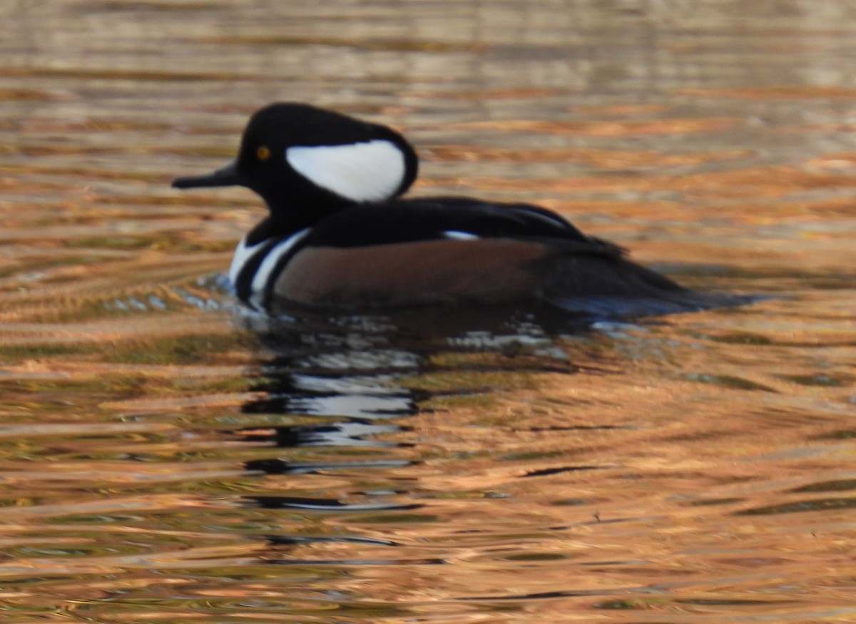 Hooded Merganser - ML644953845