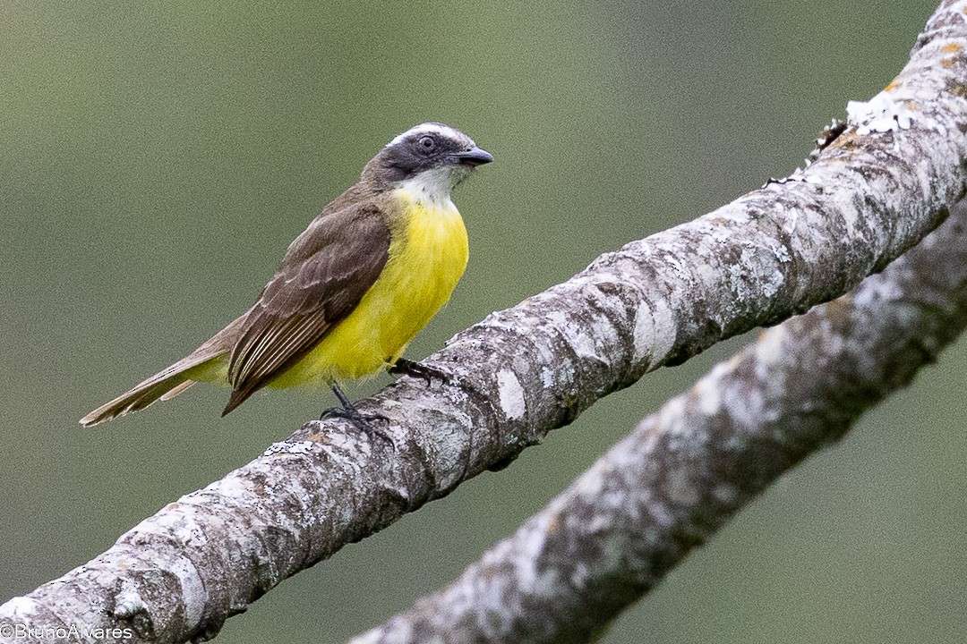 Tyran sociable - ML644953853