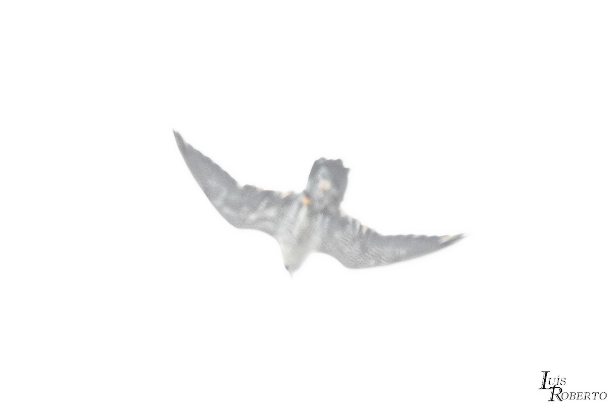 Peregrine Falcon - ML644953877