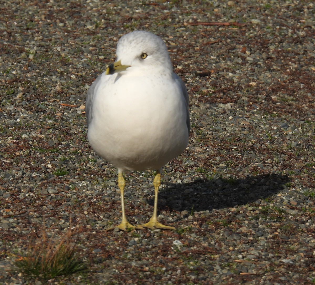 Ring-billed Gull - ML644953887