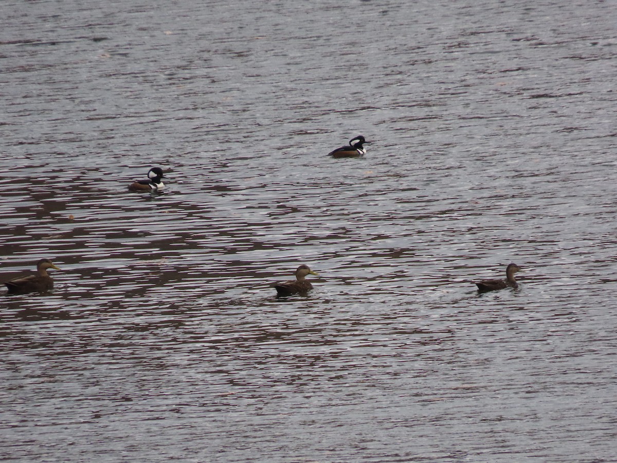 American Black Duck - ML644953890