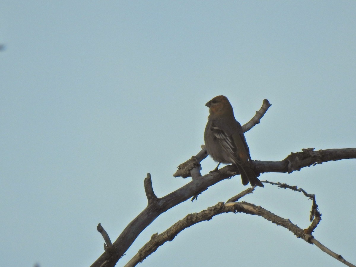 Pinu-gailupa - ML644953897