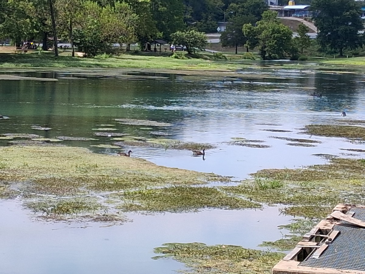 Greater White-fronted Goose - ML644953907