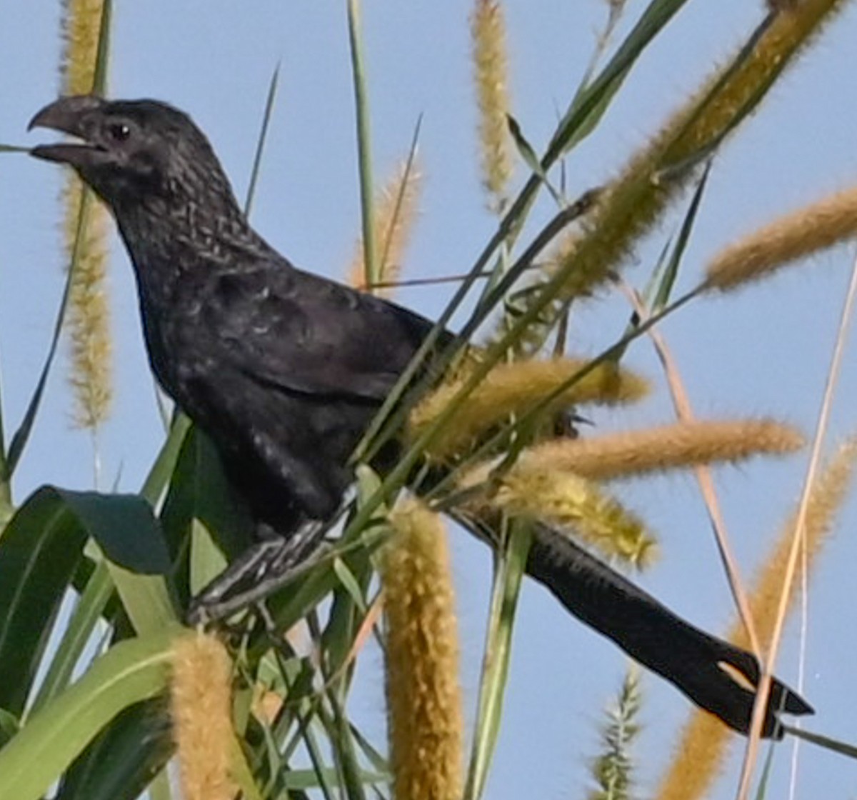 glattnebbani - ML644953932