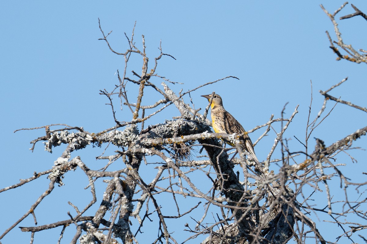 Western Meadowlark - ML644953935