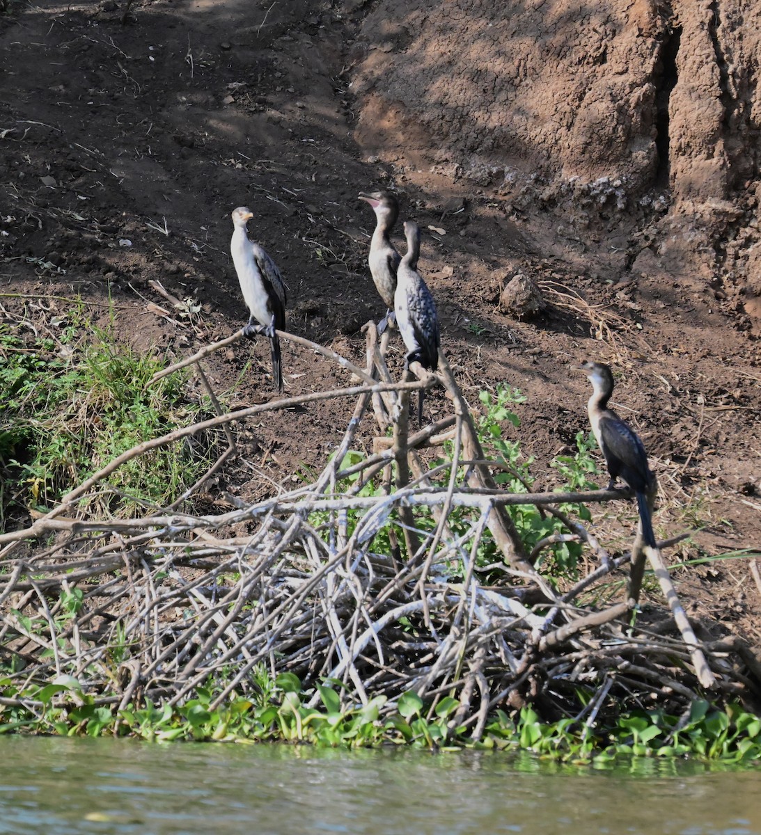 kormorán dlouhoocasý - ML644953958