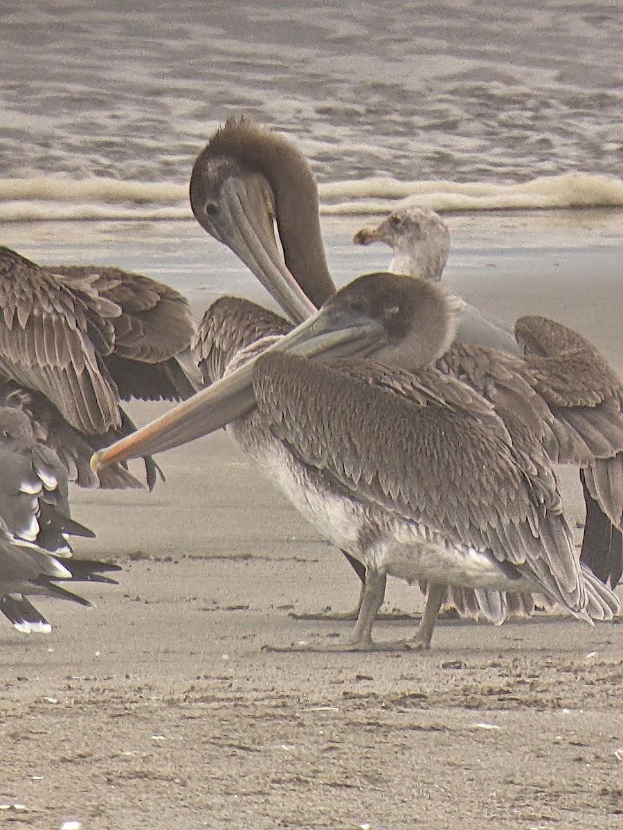 Brown Pelican (California) - ML644953961
