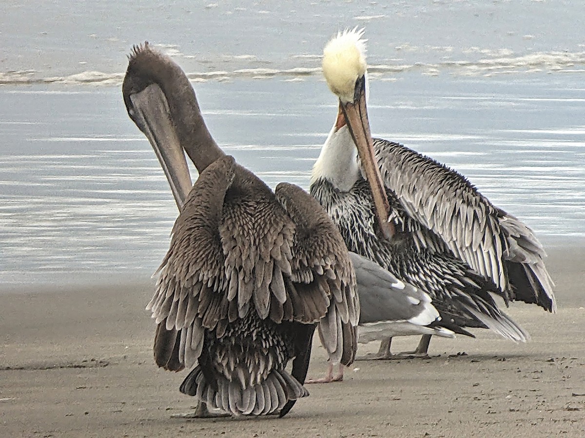 Brown Pelican (California) - ML644953968