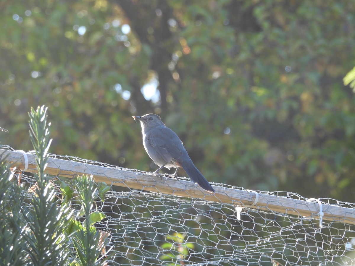 Gray Catbird - ML644953969