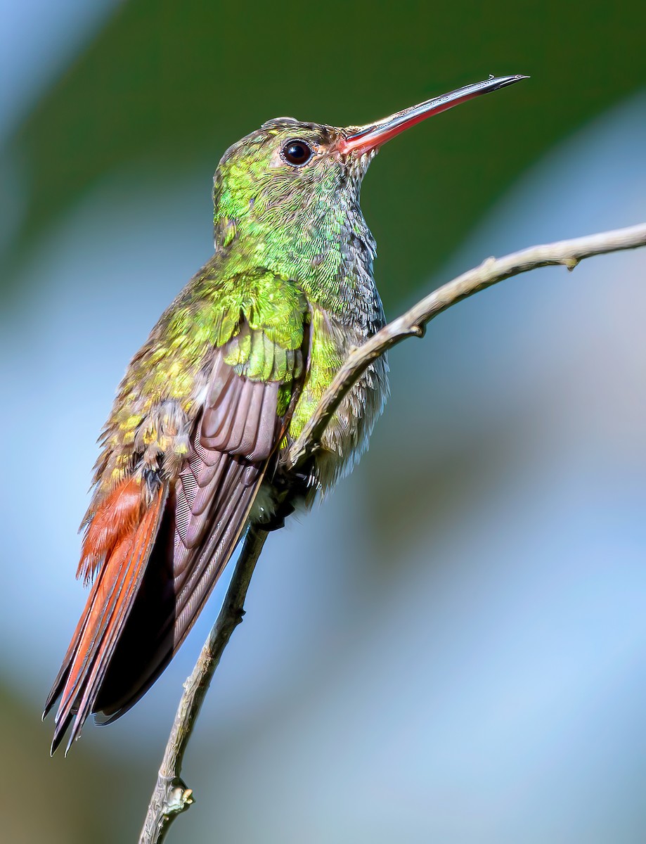 Rufous-tailed Hummingbird - ML644953986