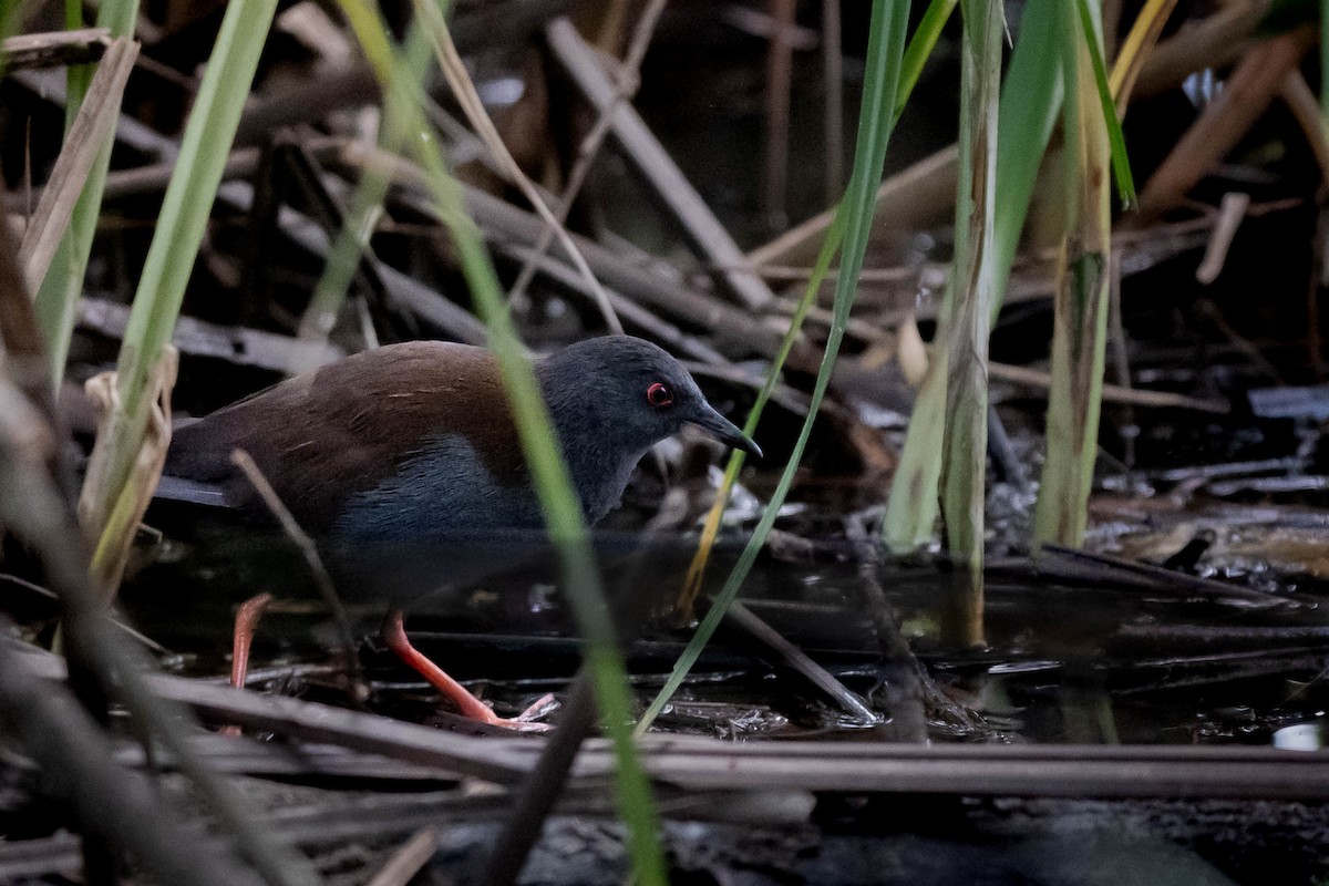 Spotless Crake - ML644953987