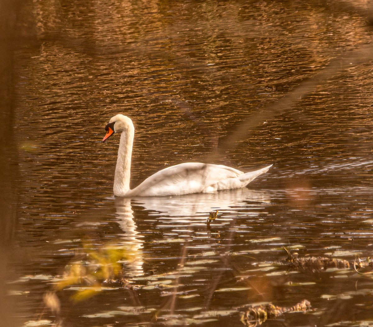 コブハクチョウ - ML644953995