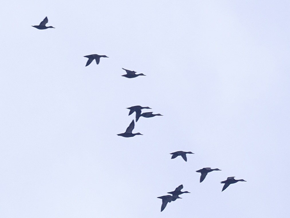 American Black Duck - ML644954007