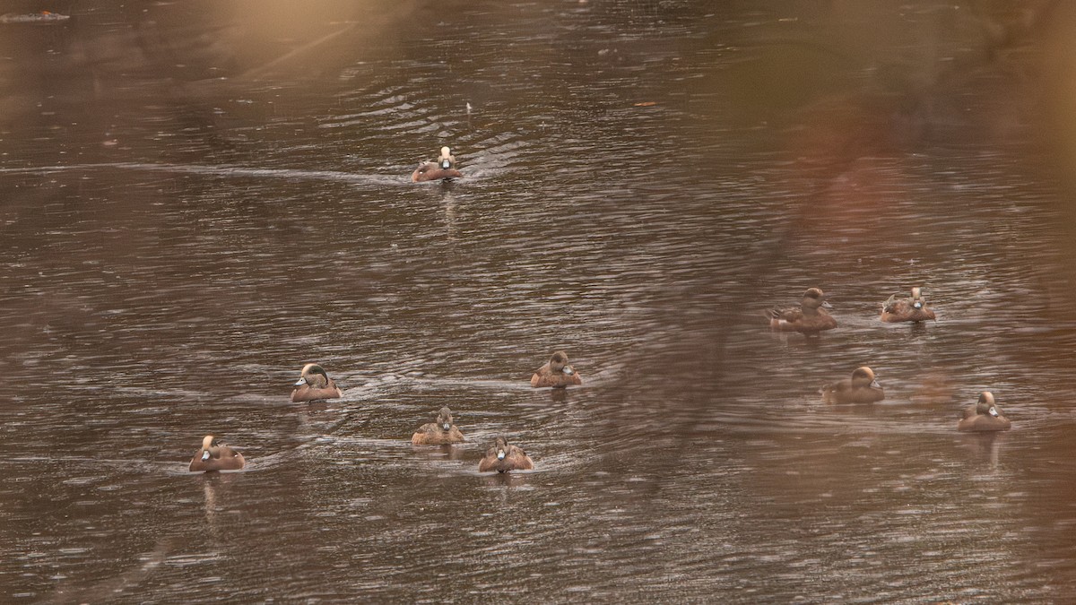 アメリカヒドリ - ML644954009