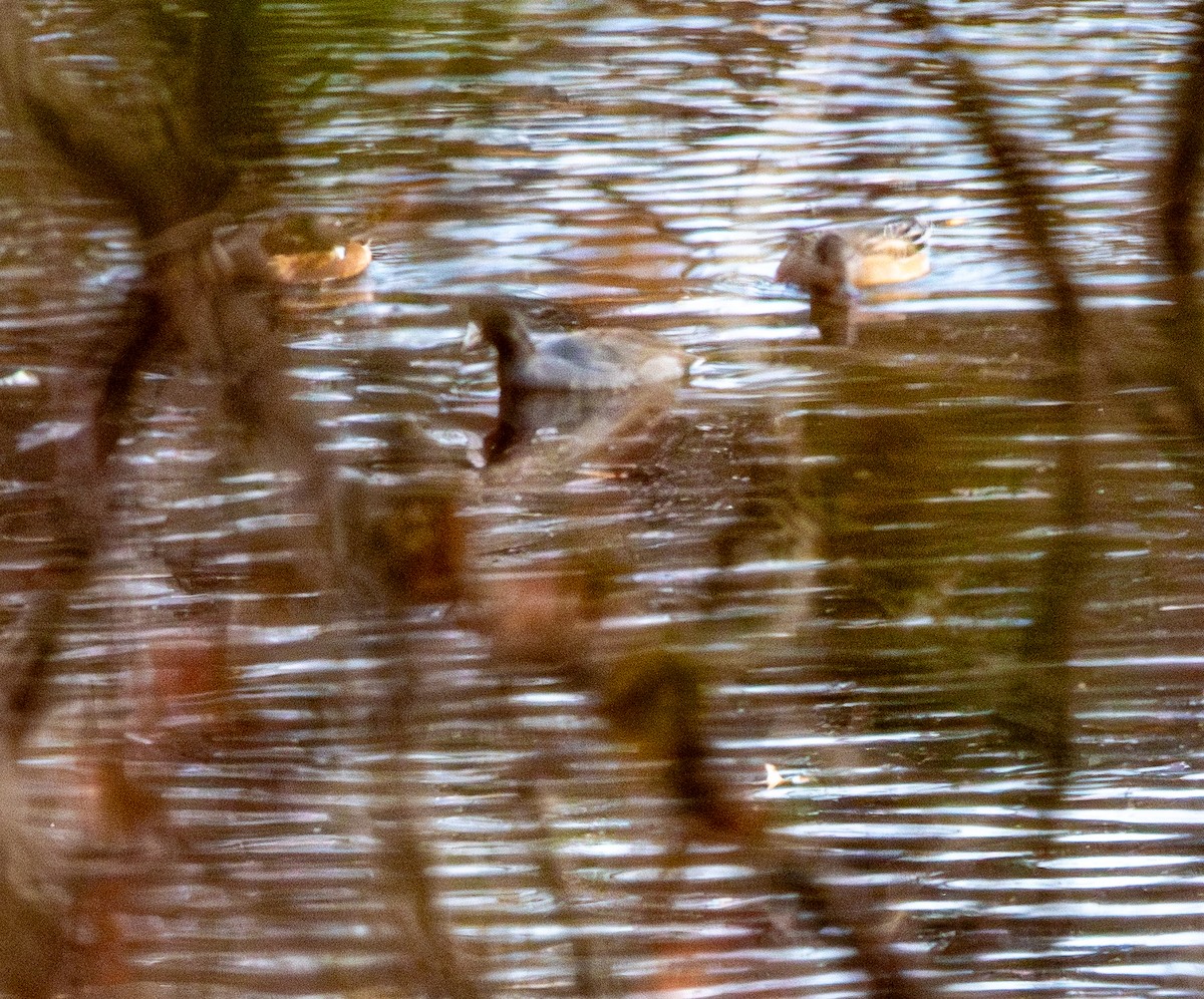 アメリカオオバン - ML644954021