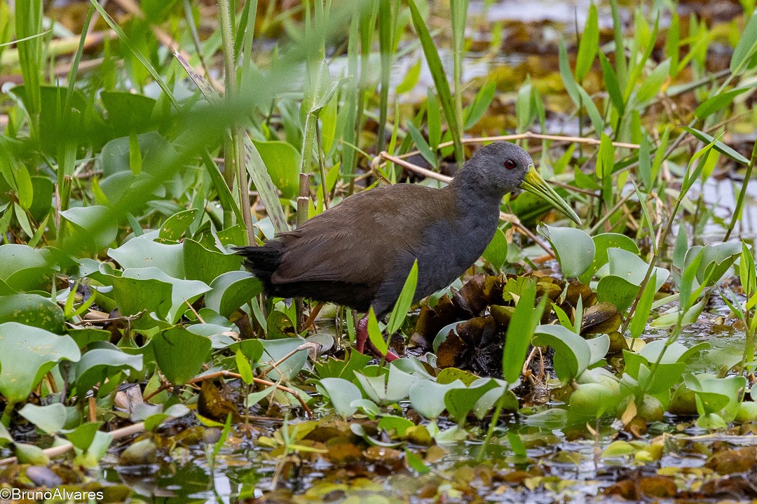 Râle noirâtre - ML644954033