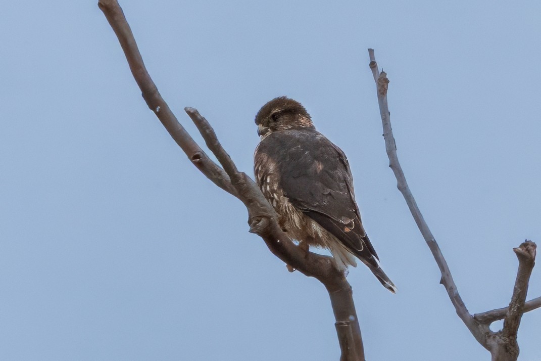 Merlin - ML644954035