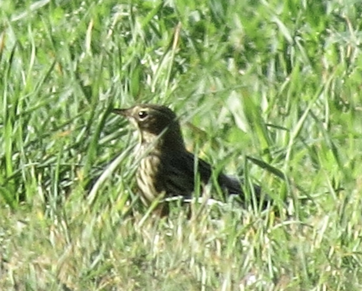 Red-throated Pipit - ML644954048