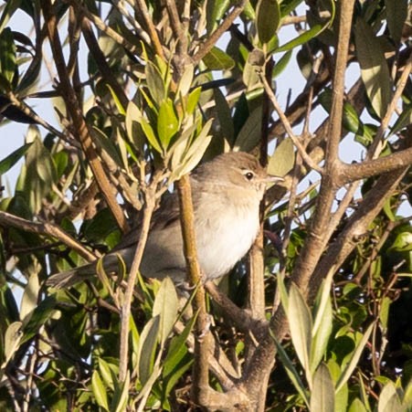 Garden Warbler - ML644954058