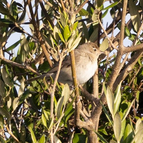 Garden Warbler - ML644954059