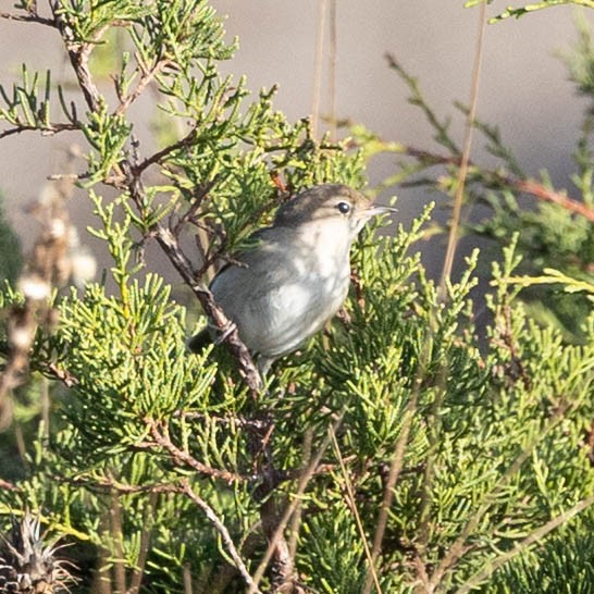 Garden Warbler - ML644954061