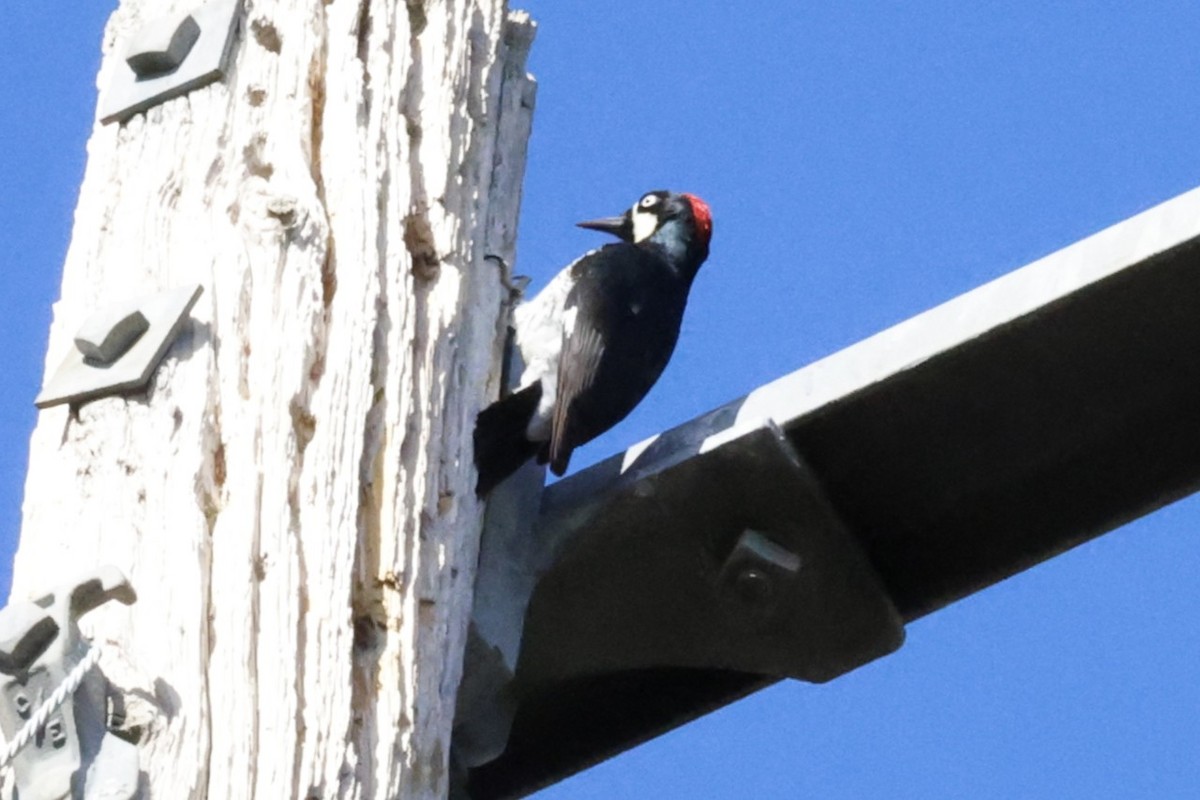 Acorn Woodpecker - ML644954067