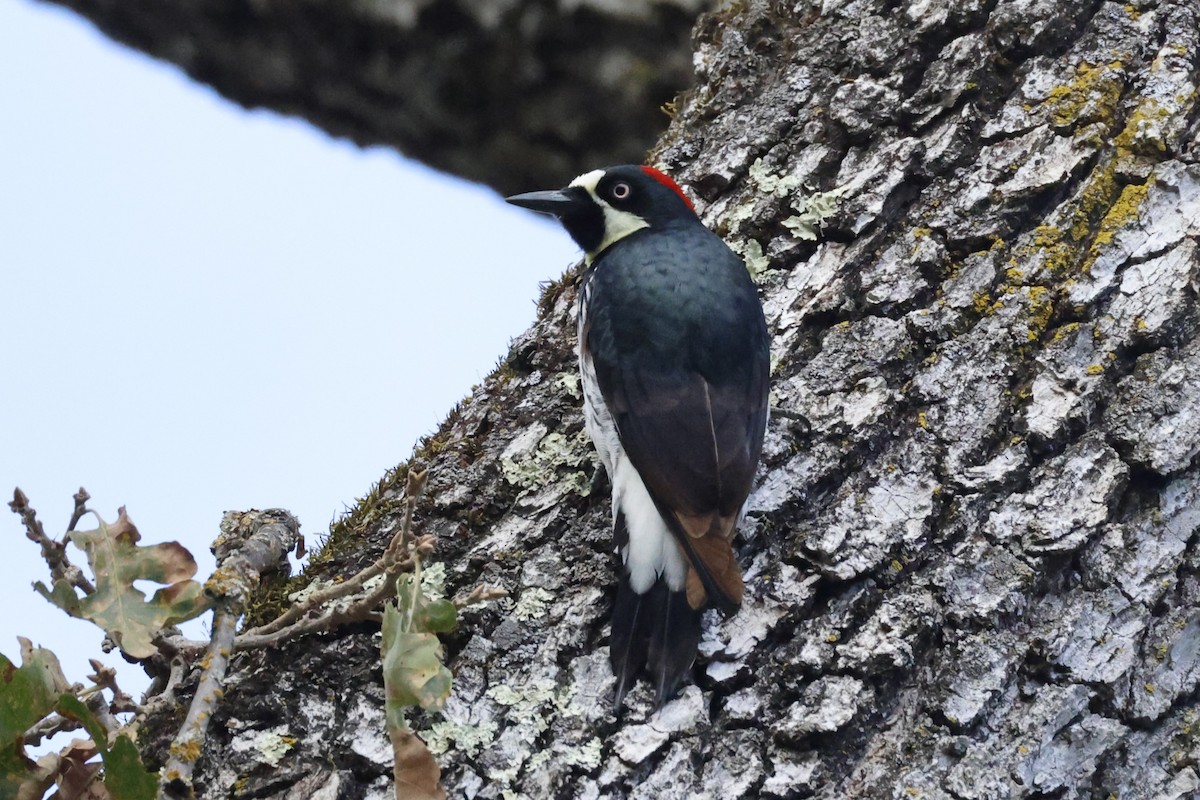 Acorn Woodpecker - ML644954068