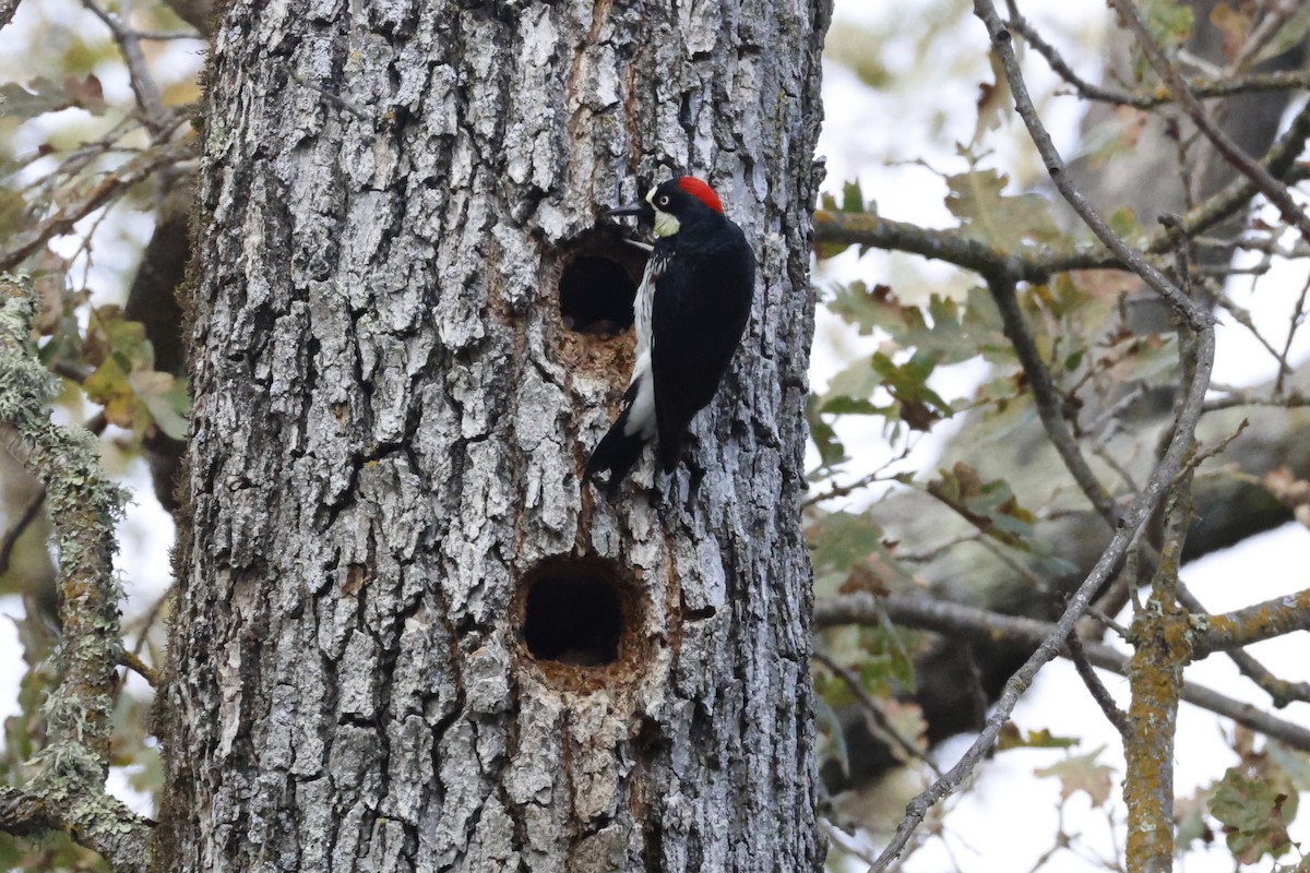 Acorn Woodpecker - ML644954069