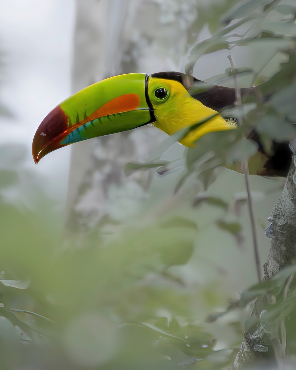 Keel-billed Toucan - ML644954070