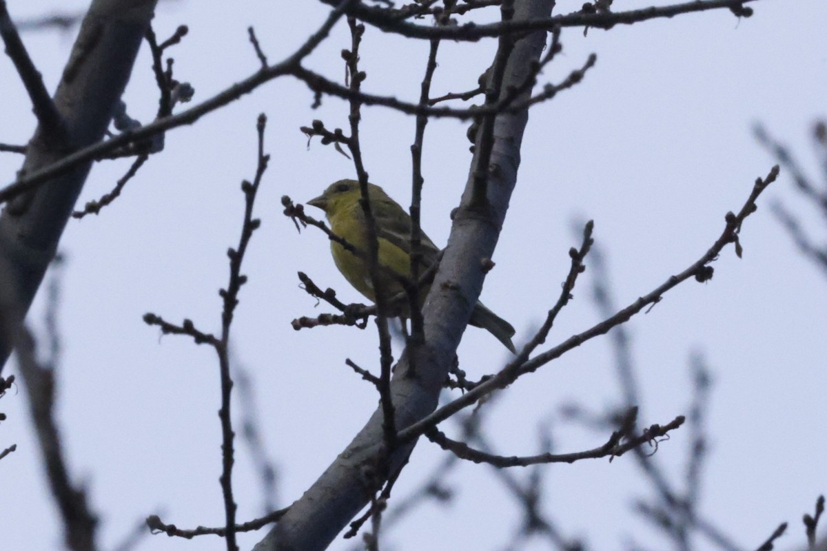 Lesser Goldfinch - ML644954074