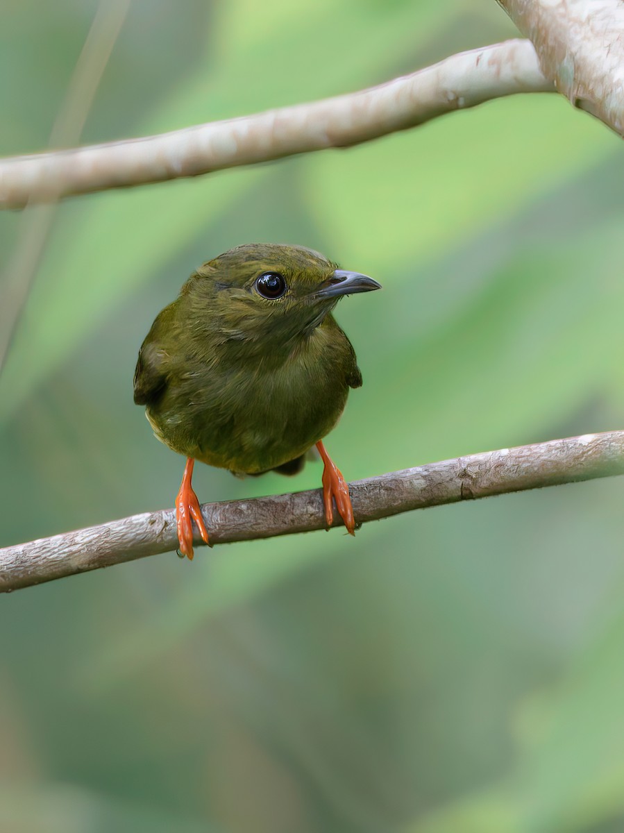 Манакін-короткокрил бразильський - ML644954076