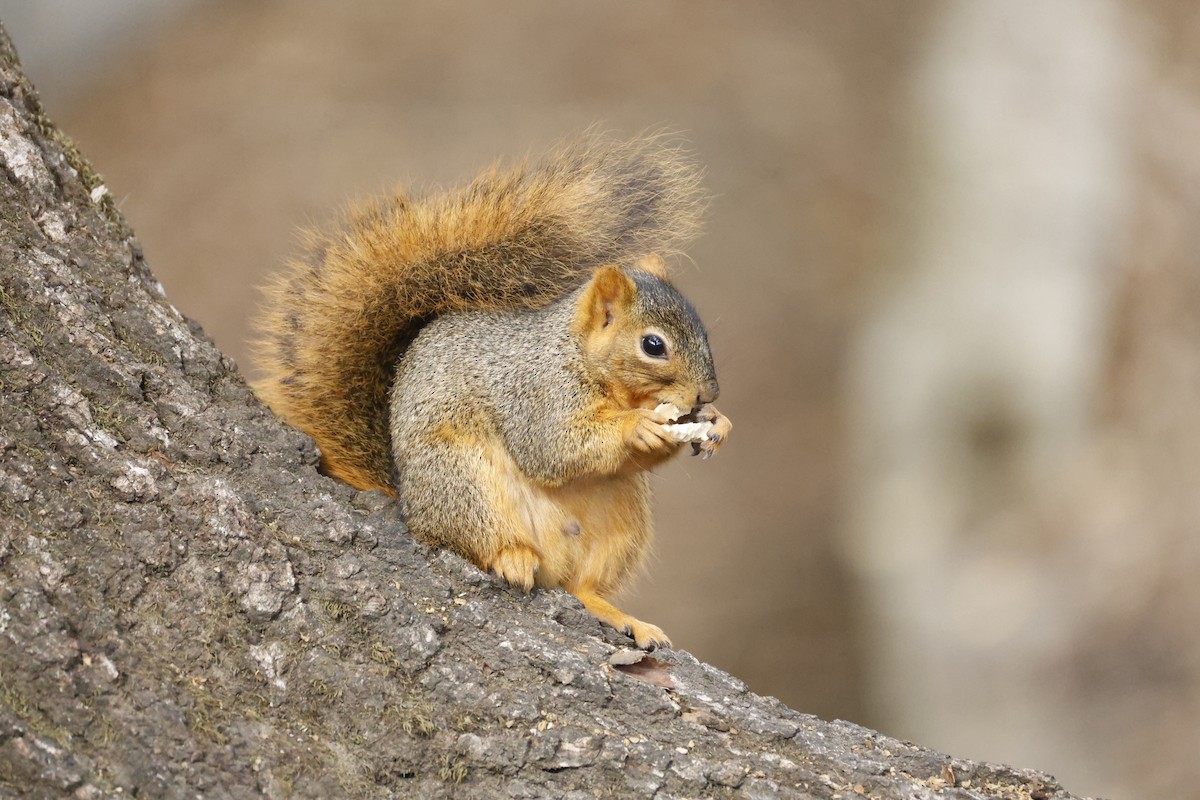 Animals - ML644954084