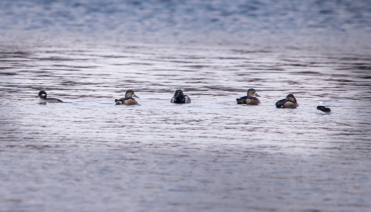 クビワキンクロ - ML644954094