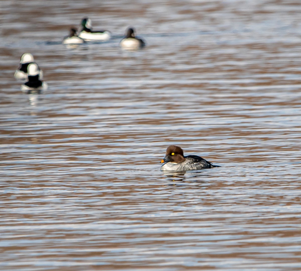 ホオジロガモ - ML644954106