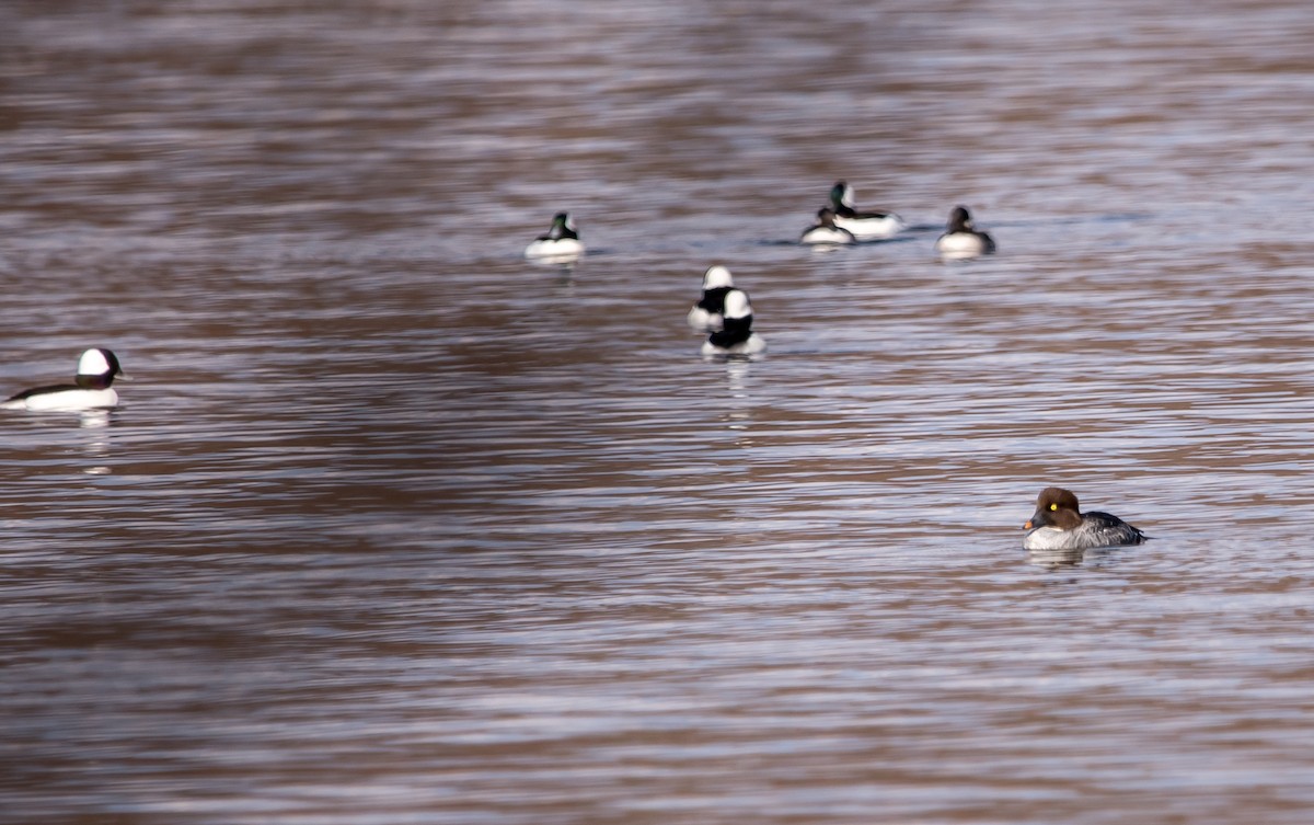 ホオジロガモ - ML644954107